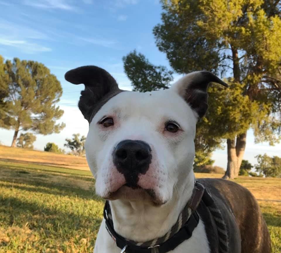Adopt a friend: Lola